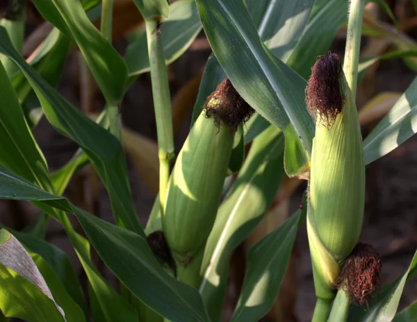 Corn on the Stalk — Stock Photo, Image