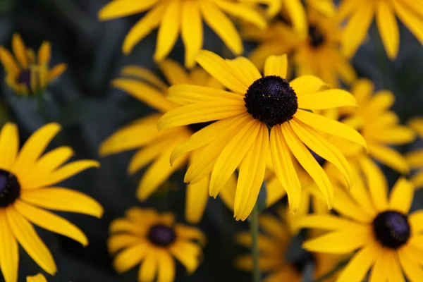Μαύρος-eyed susan λουλούδι — Φωτογραφία Αρχείου