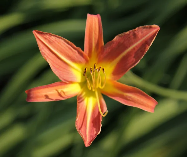 Orange Lily Straight On — Stock Photo, Image