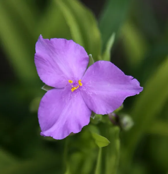 Sol encanto Spiderwort flor —  Fotos de Stock
