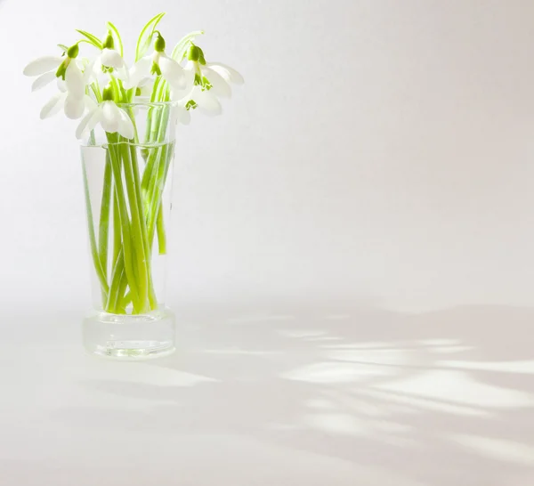 A bunch of snowdrops in tall shot glass — Stock Photo, Image