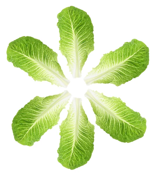Cos Lettuce Leaves — Stock Photo, Image