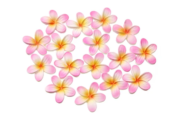 stock image Frangipanis