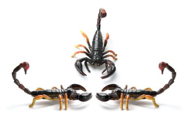 Plastic Scorpions clipart