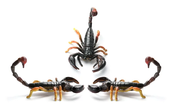 Scorpions en plastique — Photo
