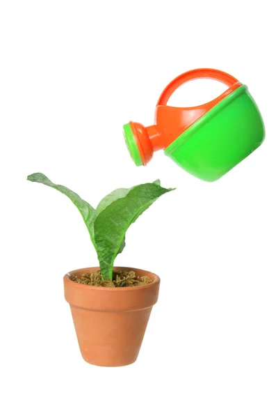 Rega lata e vaso planta — Fotografia de Stock