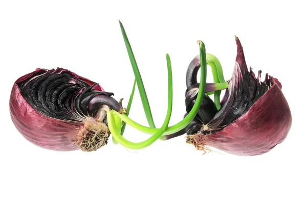 Sprouting Onion — Stock Photo, Image