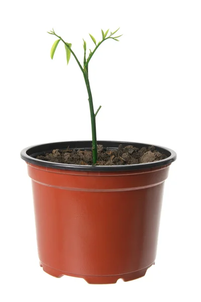 Young Plant — Stock Photo, Image