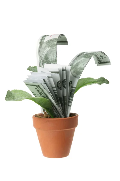 stock image Pot Plants with Dollar Notes