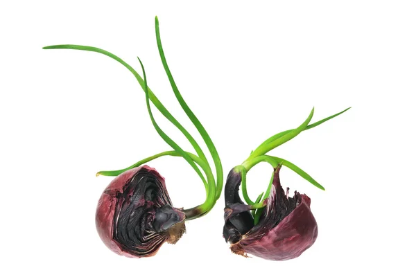 Sprouting Red Onion — Stock Photo, Image