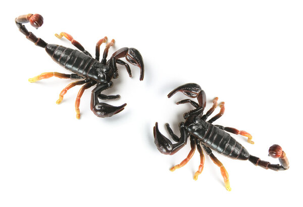 Toy Scorpions