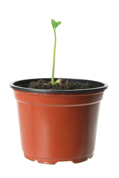 Jeune plante en pot — Photo