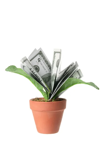 stock image Pot Plants with Dollar Notes