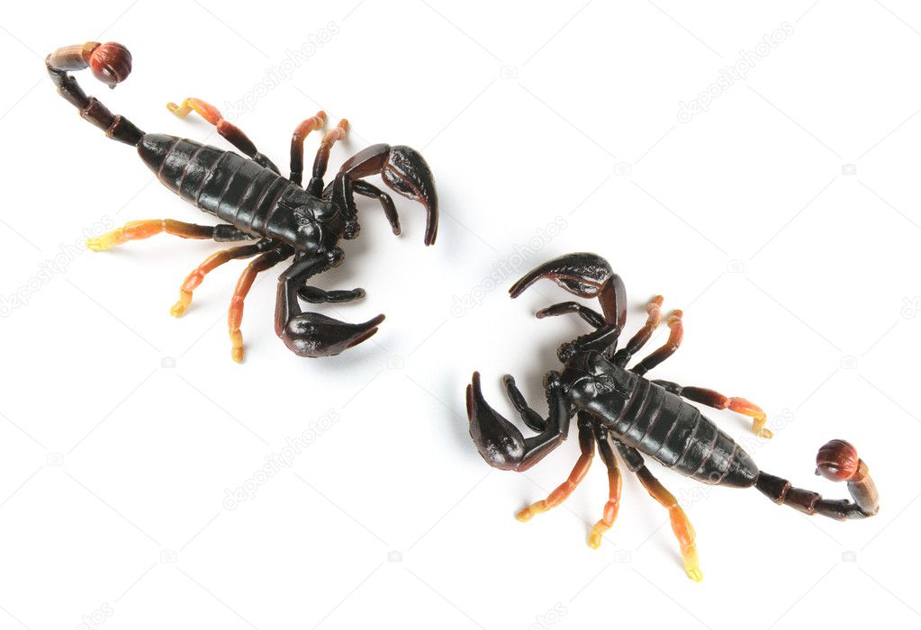Leksak scorpions — Stockfotografi © newlight #8858197