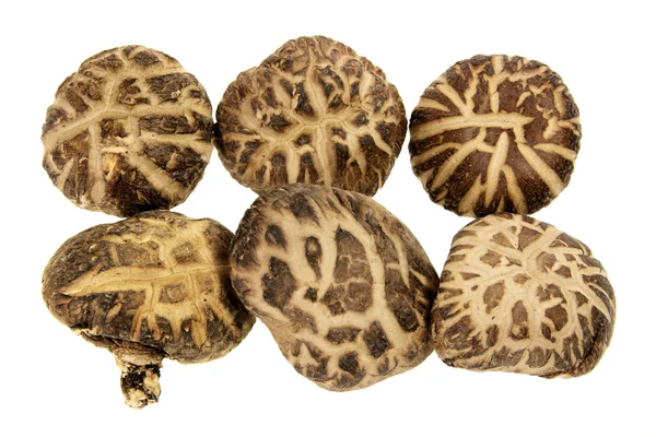 Shitake Mushrooms — Stock Photo, Image