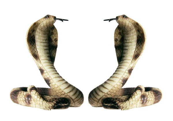 Cobras de goma — Foto de Stock