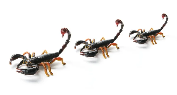 Hračka scorpions — Stock fotografie
