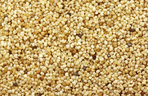 Семена попкорна — стоковое фото