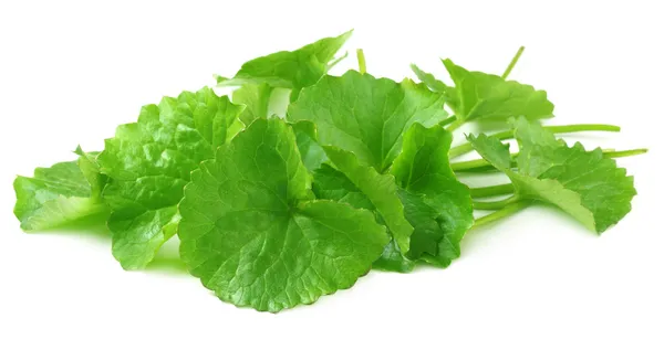 Medicinal thankuni leaves — Stock Photo, Image