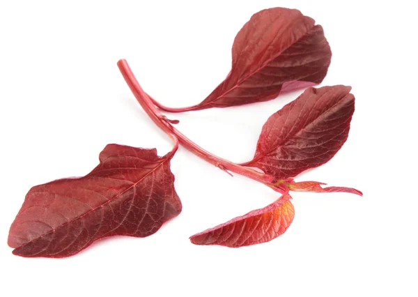 Świeży szpinak czerwony Amarant lub czerwony — Zdjęcie stockowe