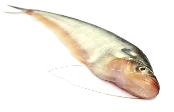 Sötvatten pabda fisk — Stockfoto