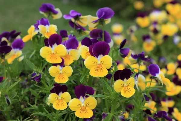 stock image The heartseases on the flowerbed in park