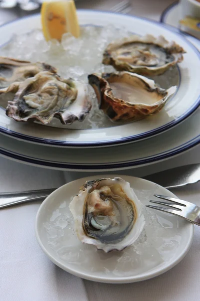 Stock image The oysters in the ice on the plate