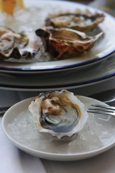 stock image The oysters in the ice on the plate