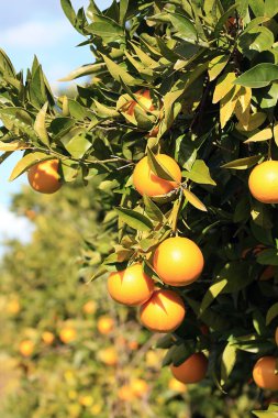 portakal ağacı dalı orangen