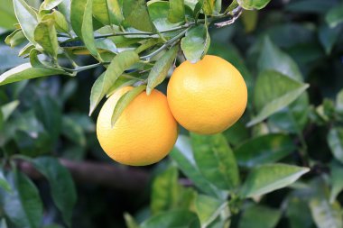 portakal ağacı dalı orangen