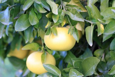 White grapefruit on the branch of the tree clipart