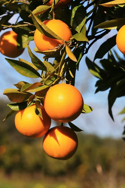 Оранжевый на ветке апельсинового дерева — стоковое фото