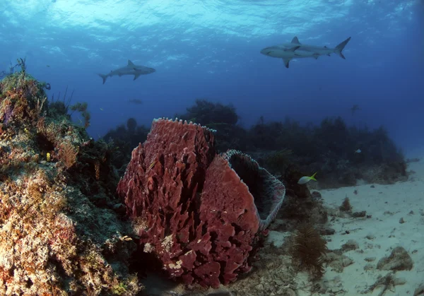 Balık kuyruğu resif — Stok fotoğraf