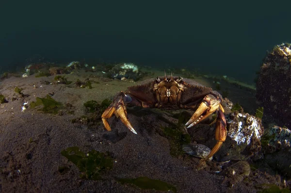 stock image Dungeness Crab