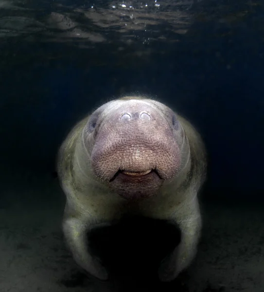 Peixe-boi sorridente — Fotografia de Stock