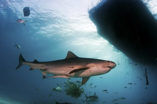 虎鲨 — 图库照片