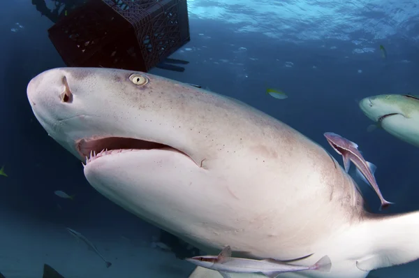 Лимонная акула — стоковое фото