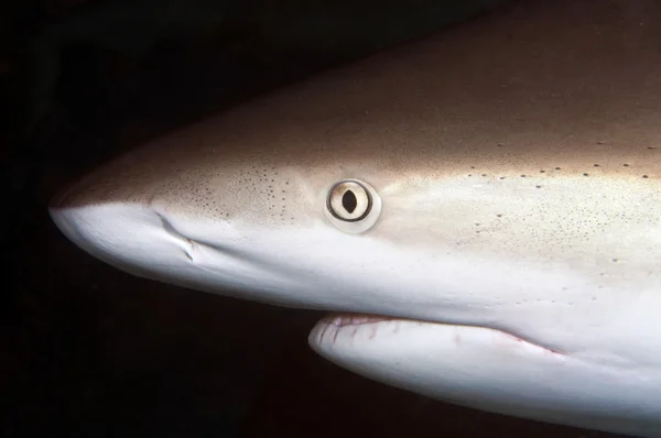 カリブ海リーフ サメ — ストック写真