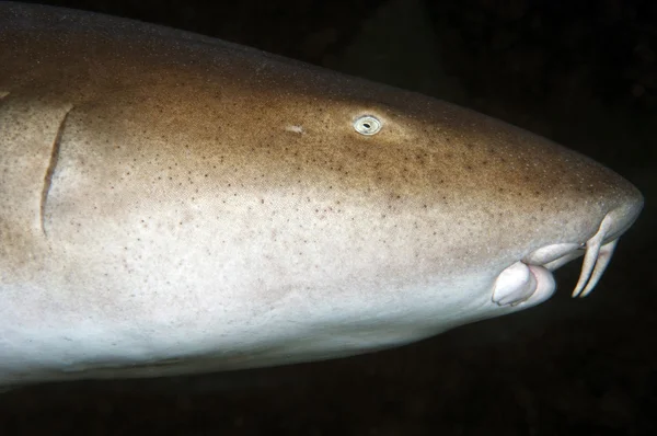 Hemşire köpekbalığı — Stok fotoğraf