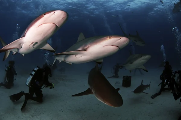 Safari de tiburones —  Fotos de Stock