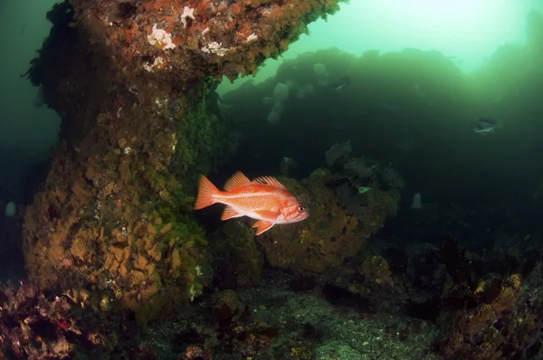 Kanarya kaya balığı — Stok fotoğraf