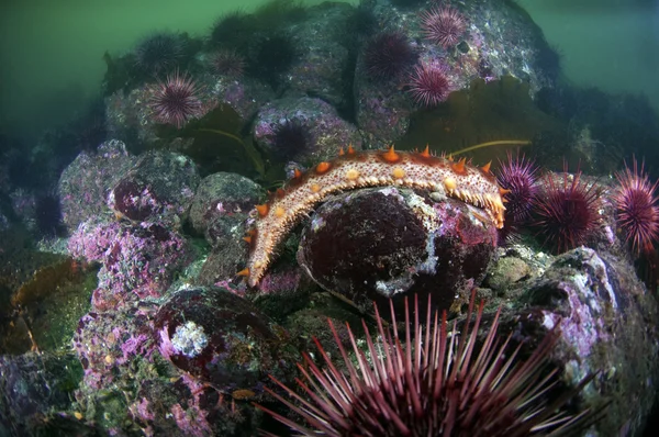 Sea Cucumber — Stock Photo, Image