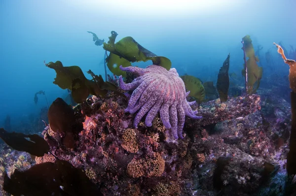 Ayçiçeği deniz yıldızı — Stok fotoğraf