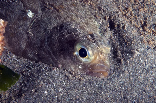 Flounder — Stock Photo, Image