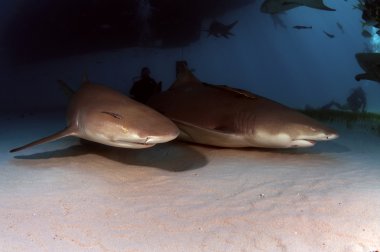 Injured Caribbean Reef Shark clipart