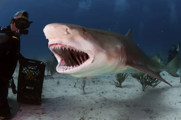 Лимонный рык акулы — стоковое фото