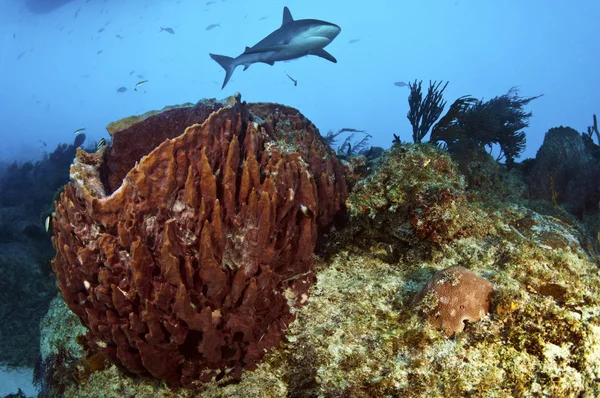 Arrecife de cola de pescado — Foto de Stock