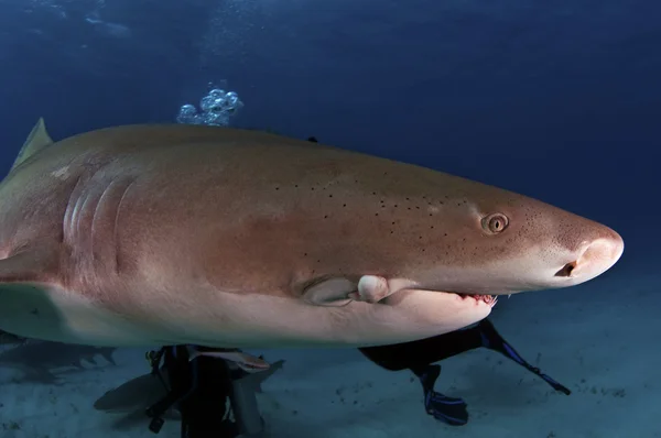 Tiburón limón — Foto de Stock