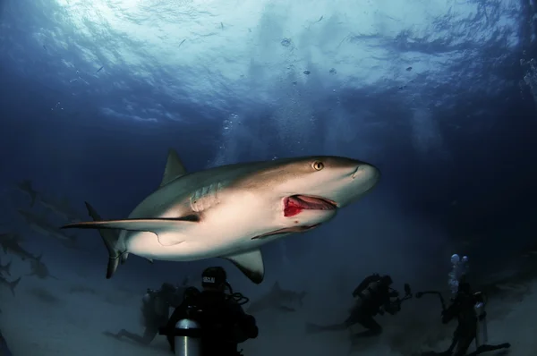 Squalo della barriera corallina caraibica ferito — Foto Stock