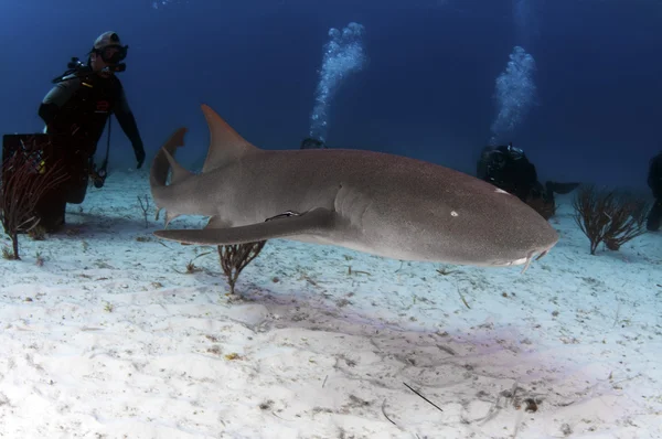Hemşire köpekbalığı — Stok fotoğraf